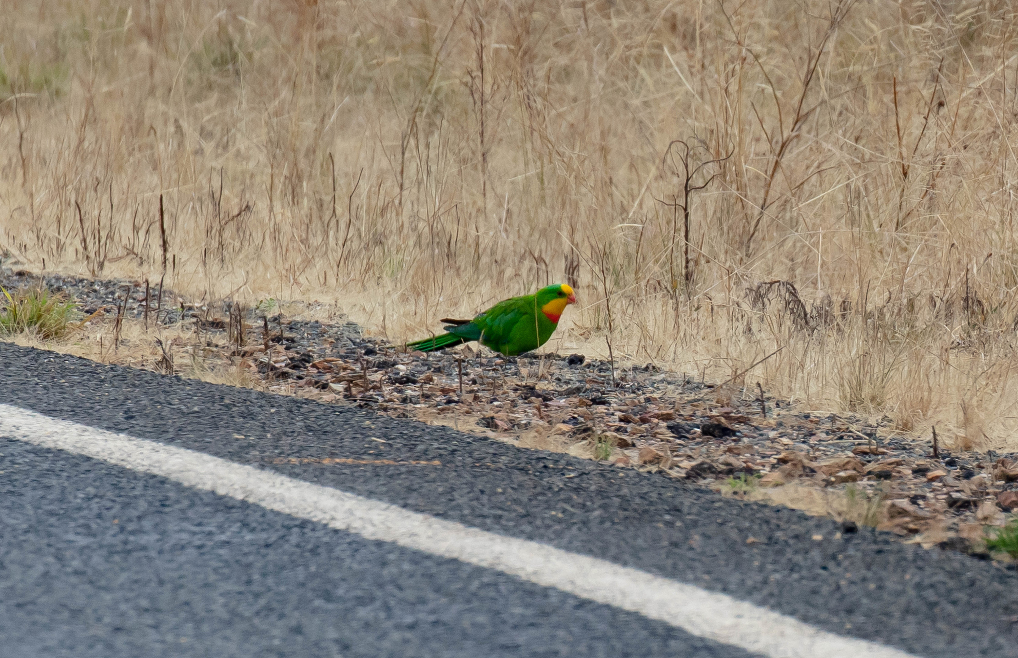 Superb Parrot