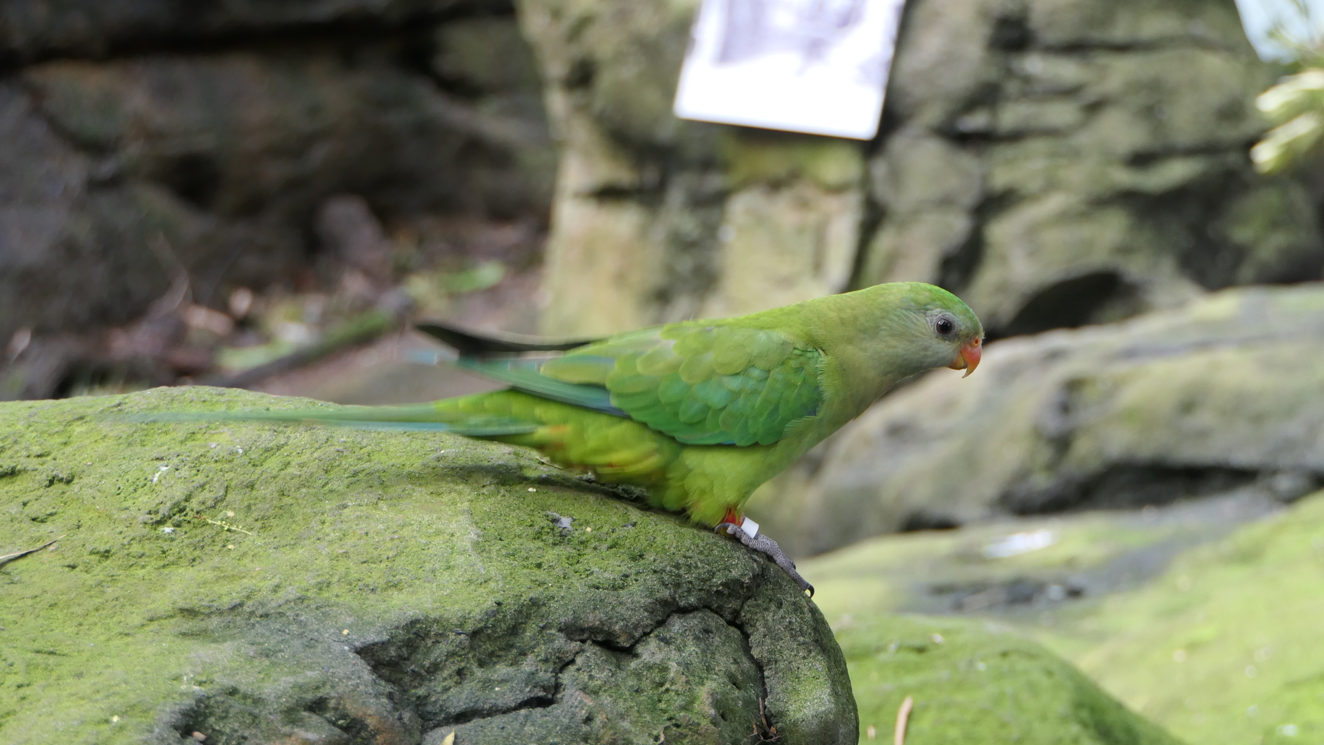 Superb Parrot