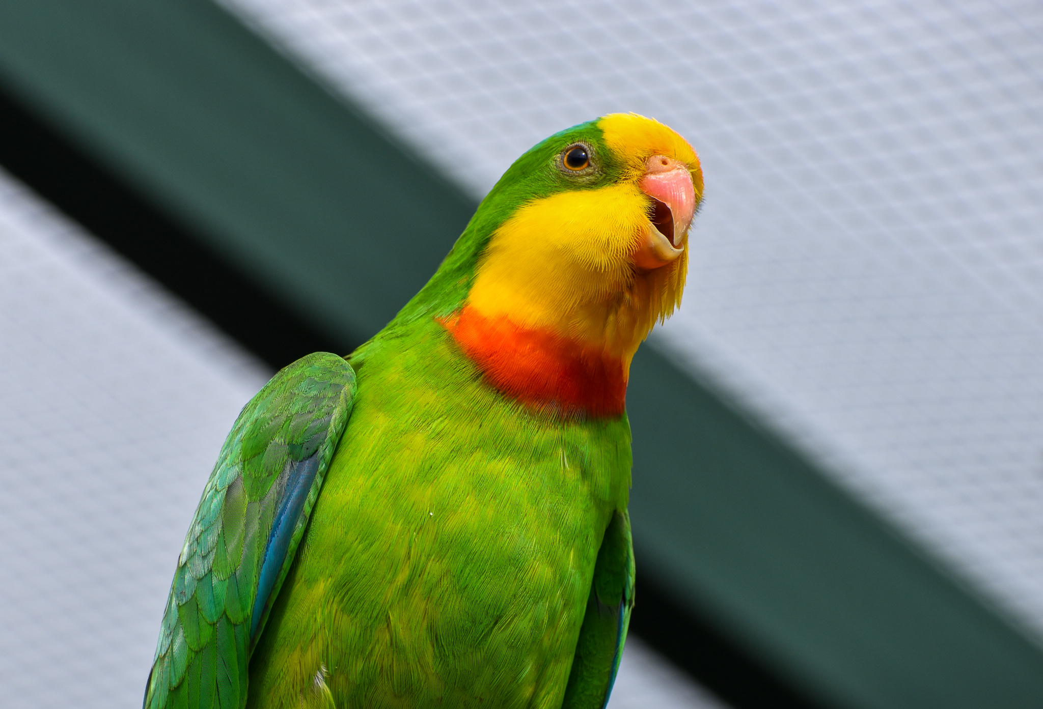 Superb Parrot