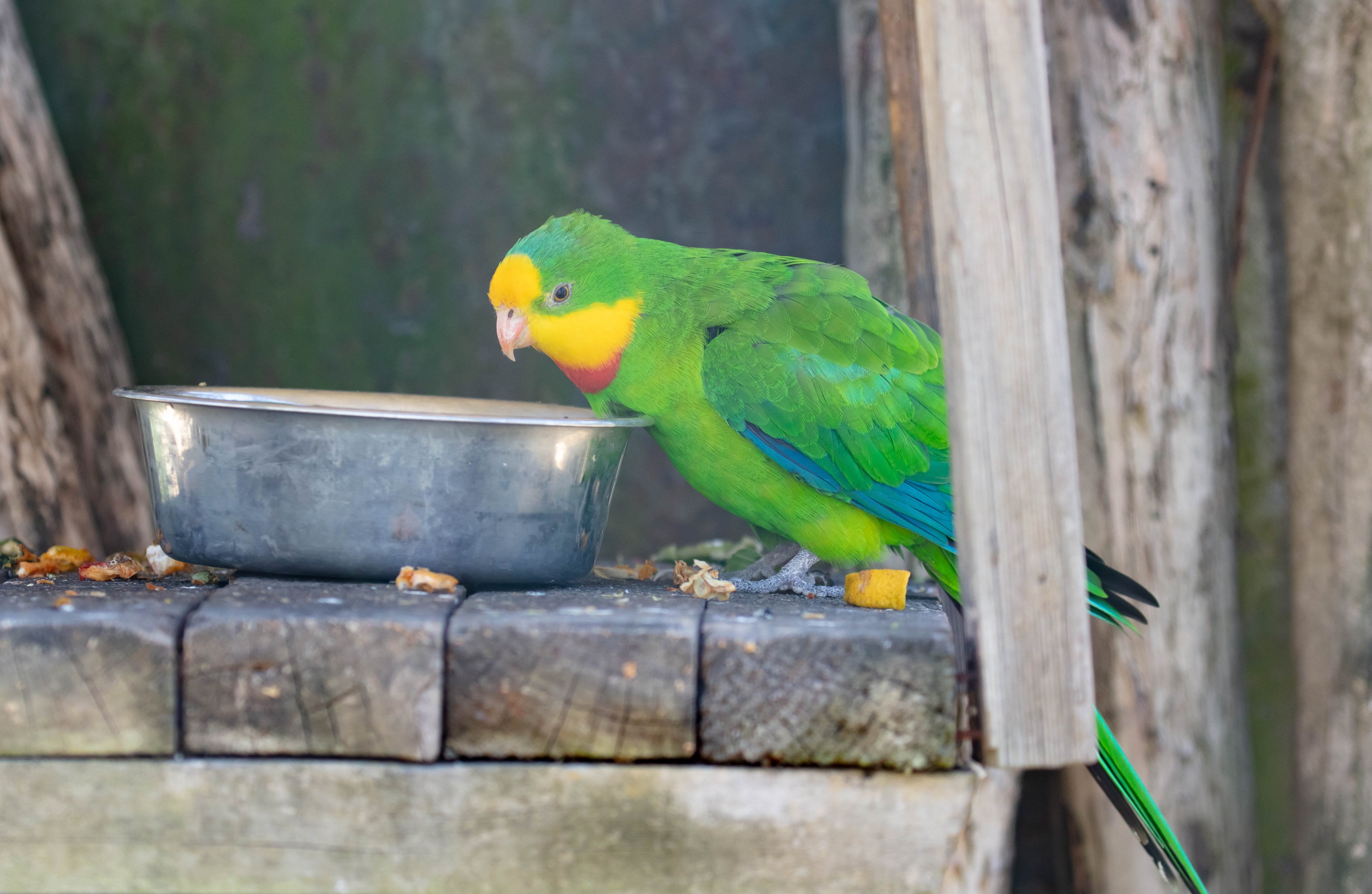 Superb Parrot