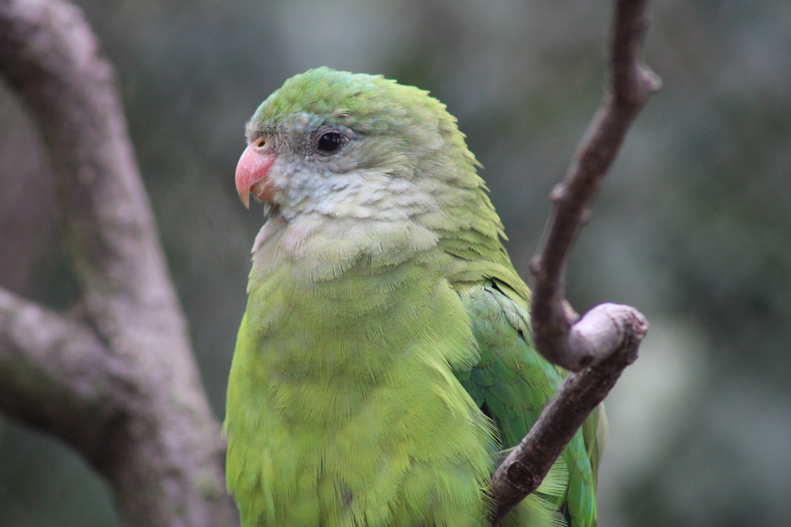Superb Parrot