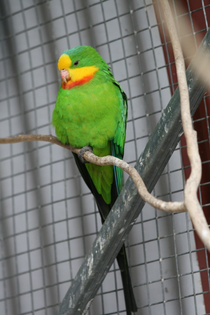 Superb Parrot