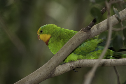 Superb Parrot