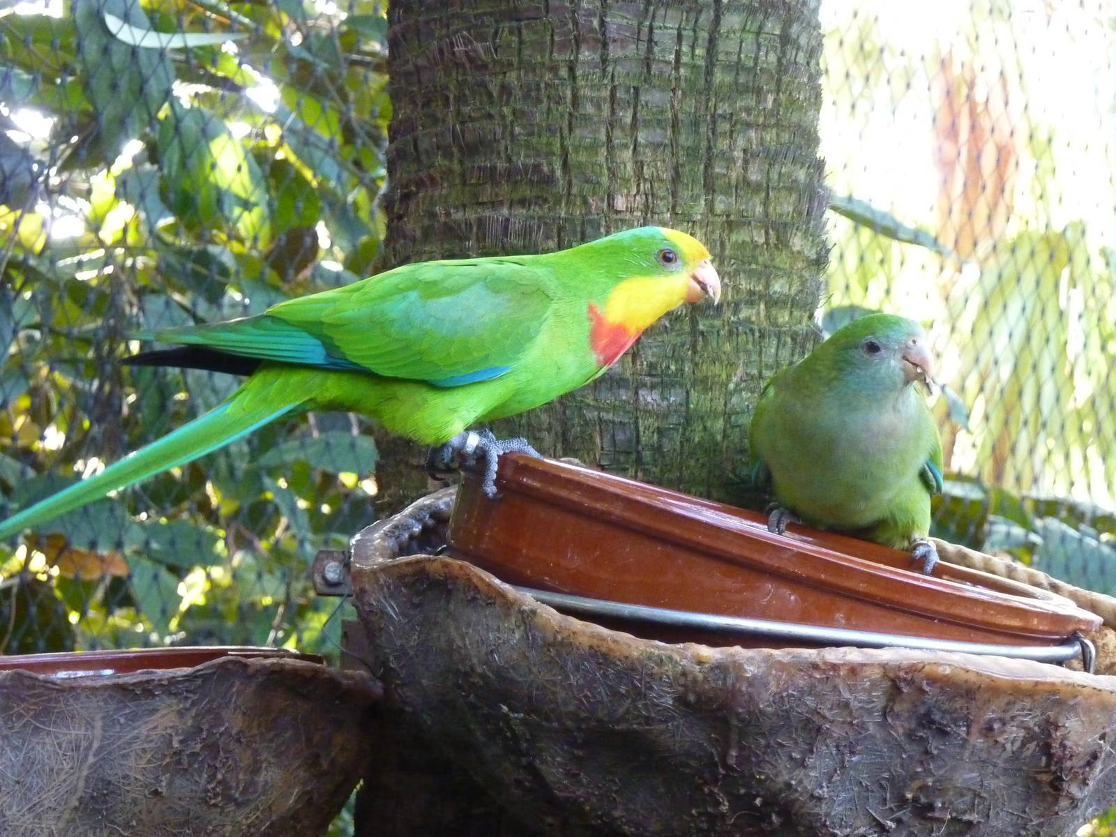 Superb parrots, December 2012