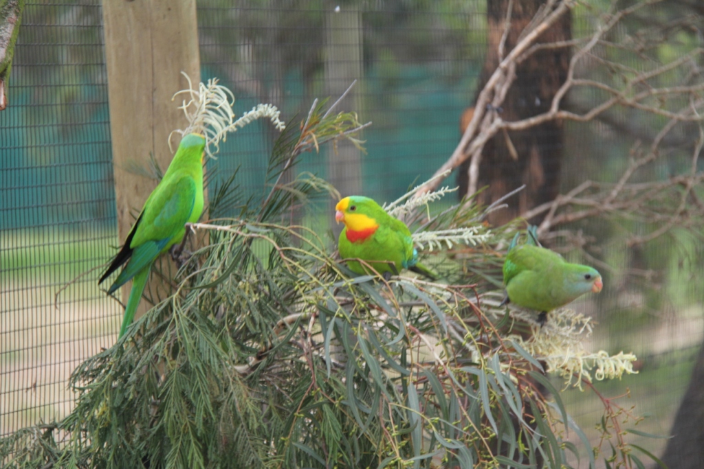 Superb parrots in new walk in aviary.
