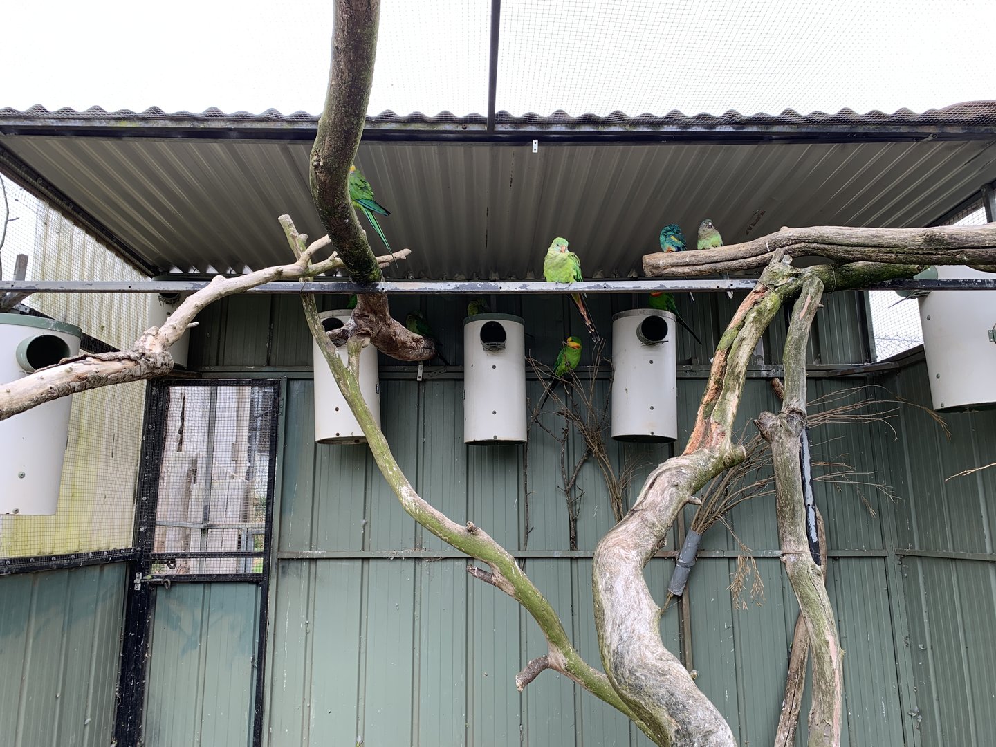 Superb Parrots