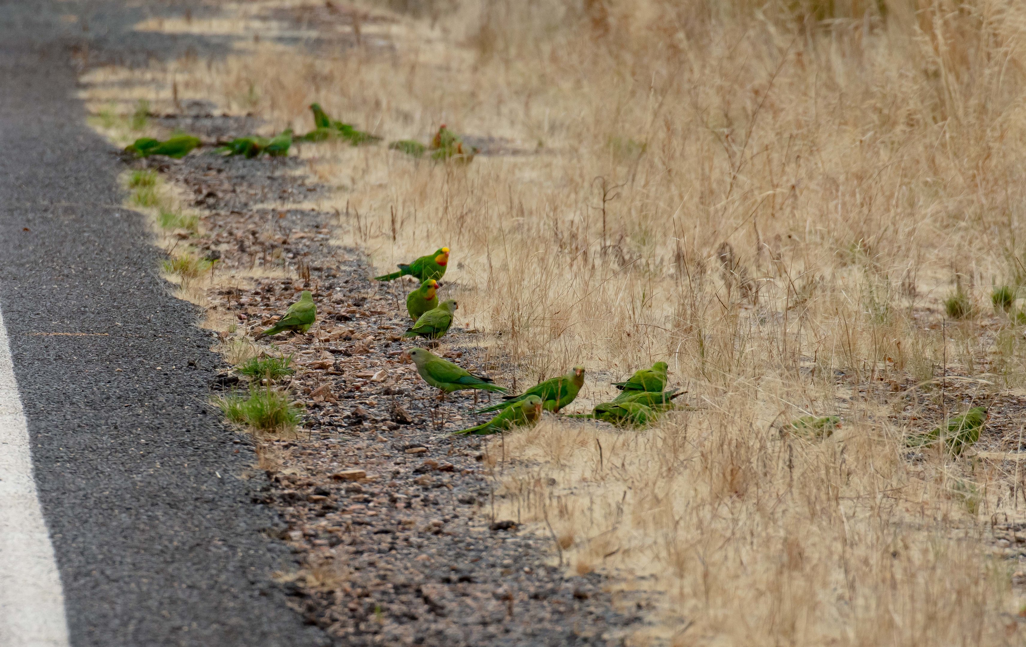 Superb Parrots