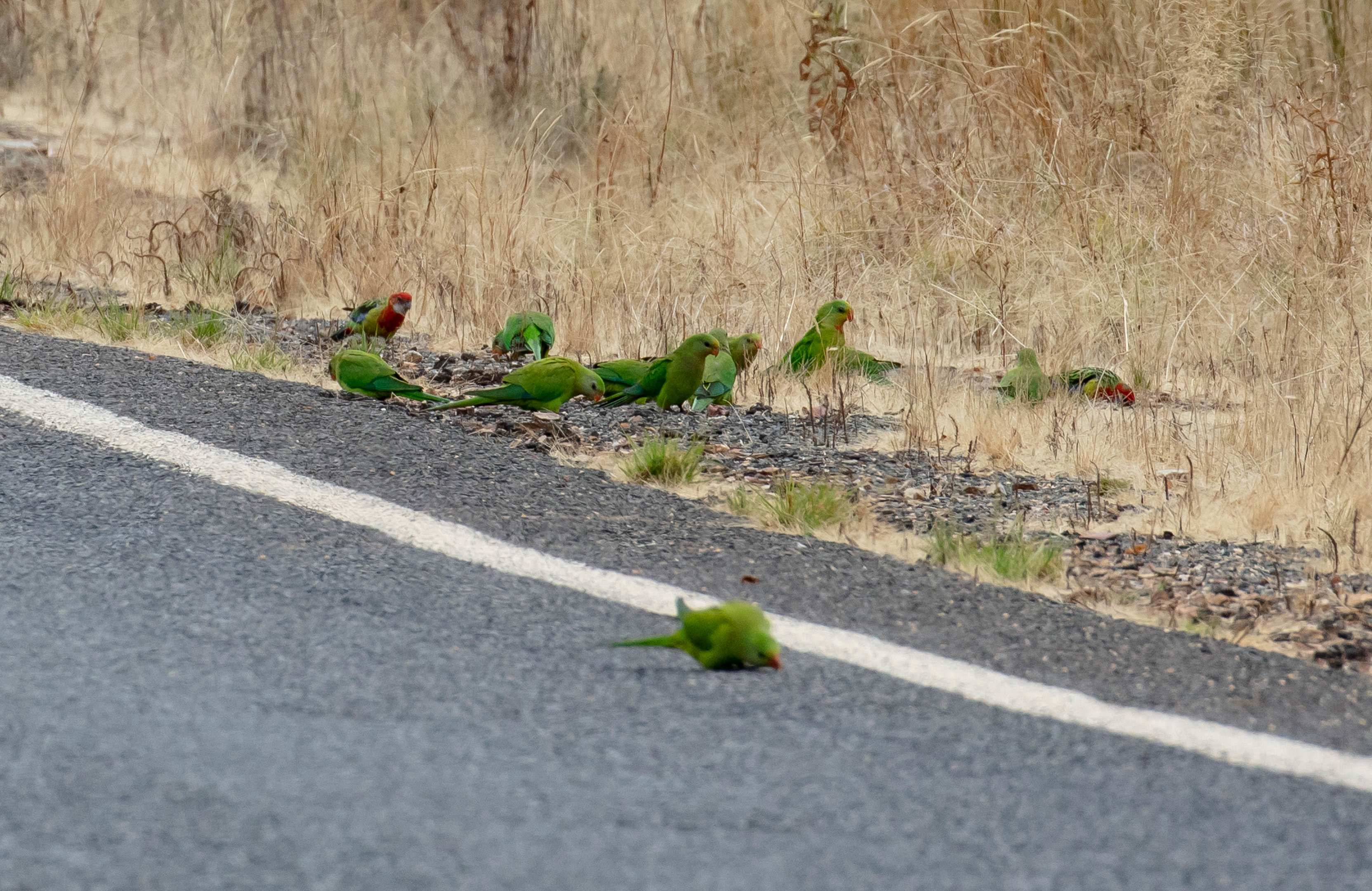 Superb Parrots