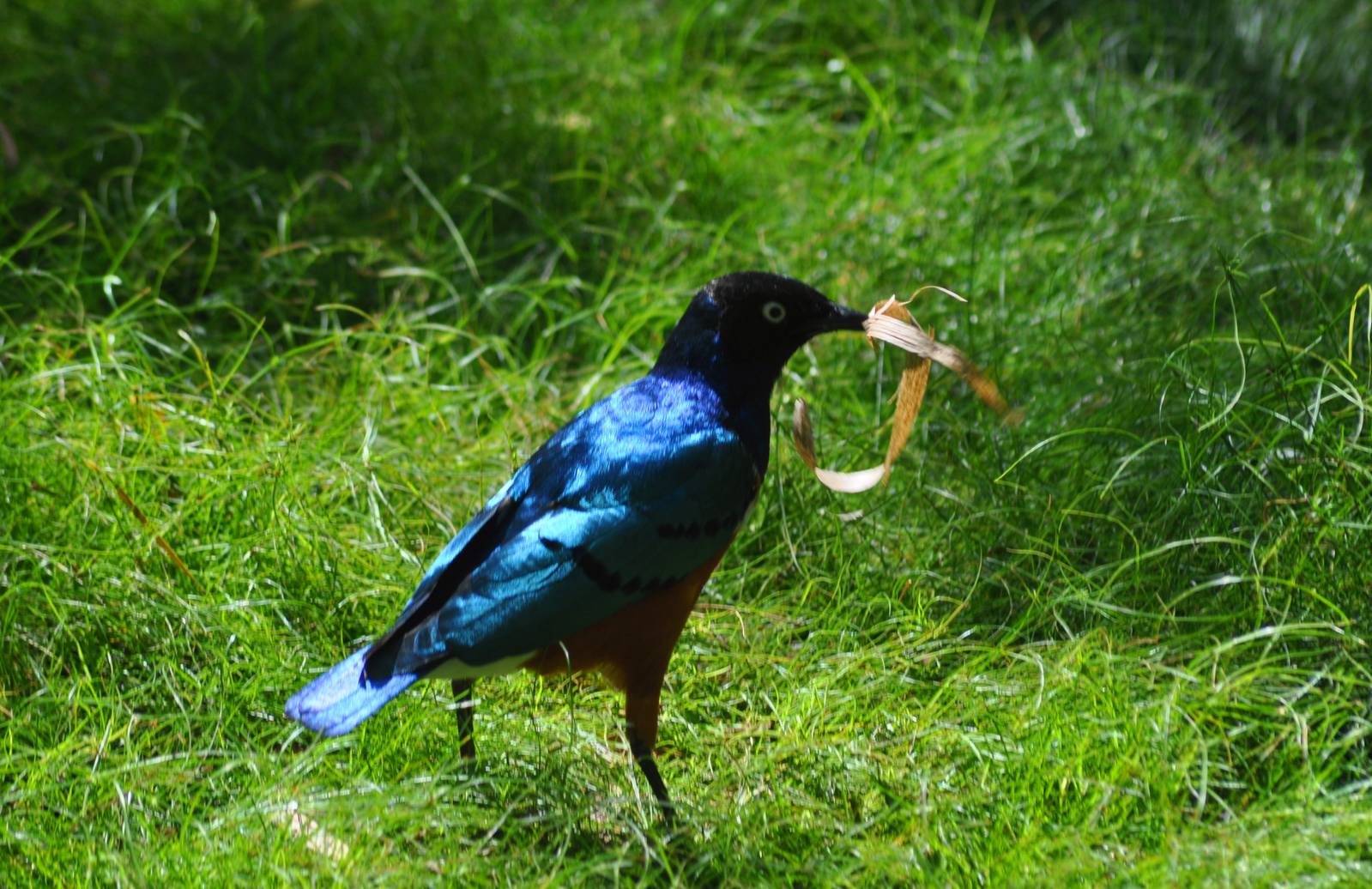Superb Speo Starling