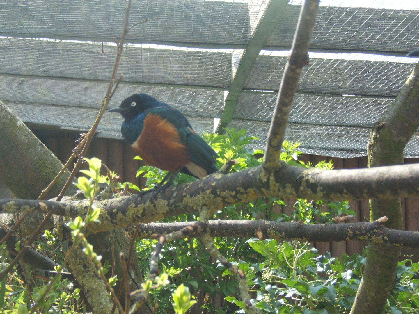 Superb Spreo Starling 14/04/2019