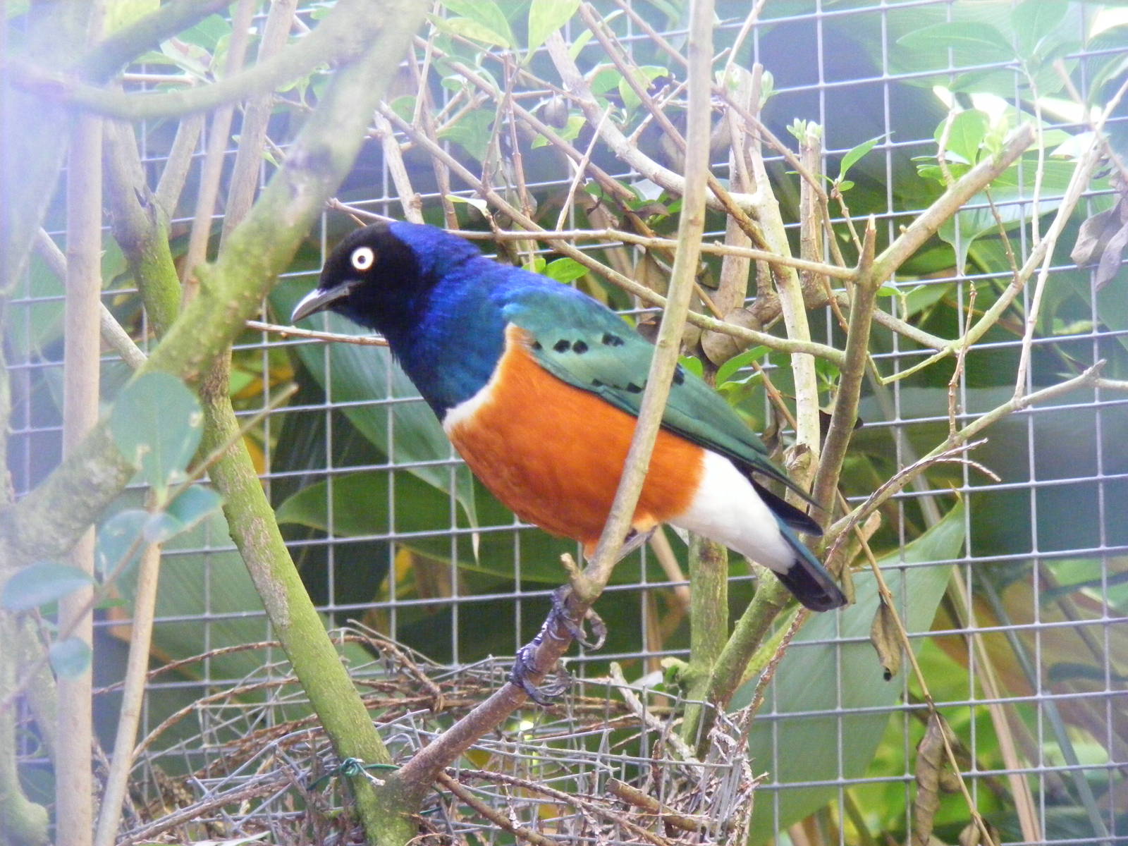 Superb spreo starling at Paultons Park, 2 October 2011