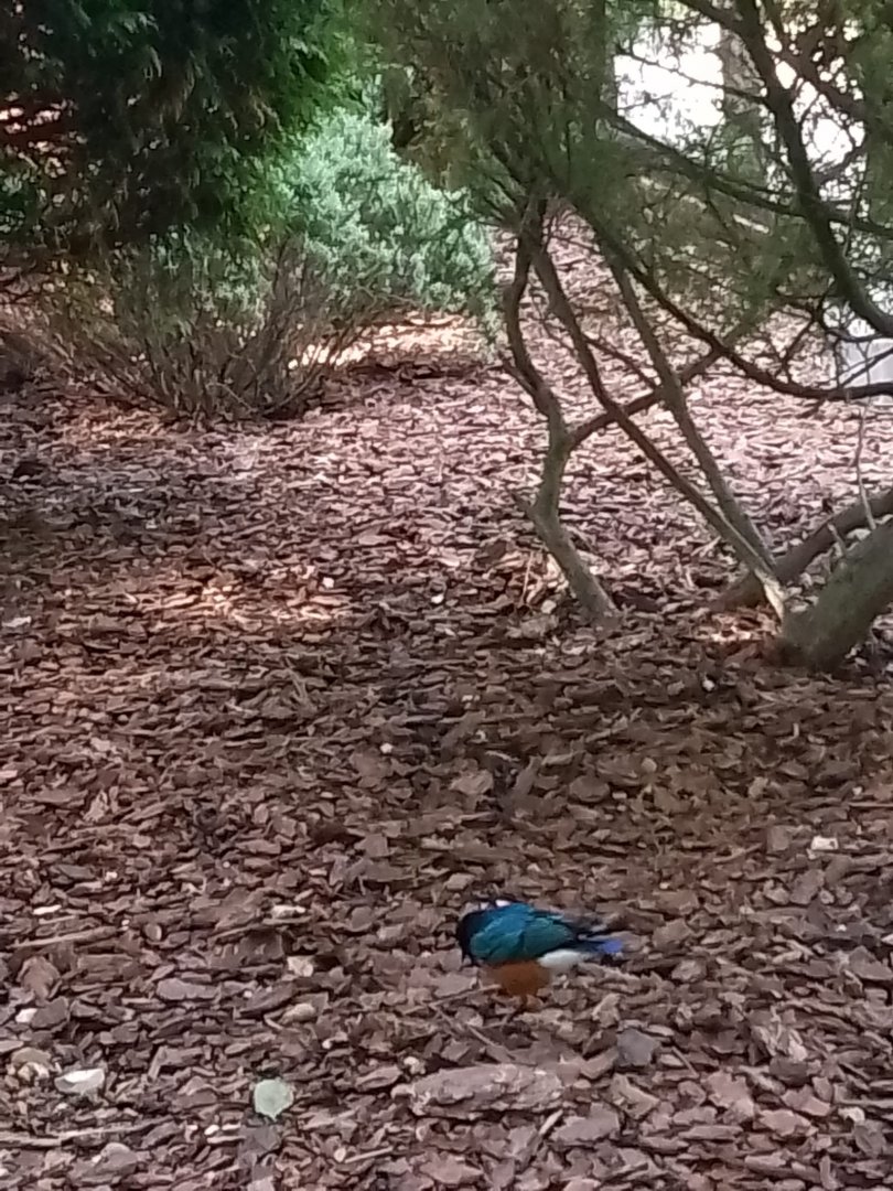Superb Spreo Starling