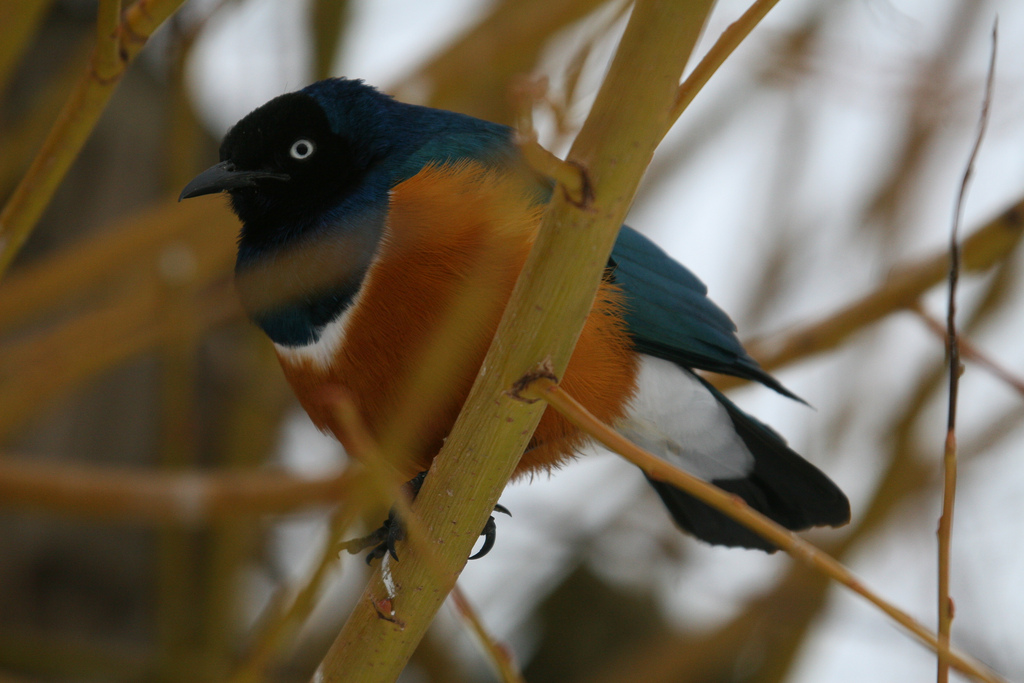 Superb Spreo Starling