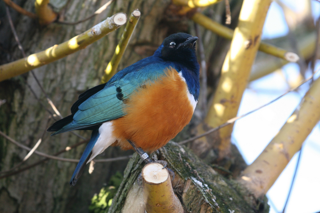 Superb Spreo Starling