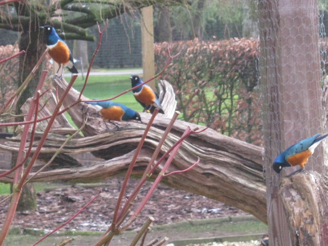 Superb Spreo Starlings.