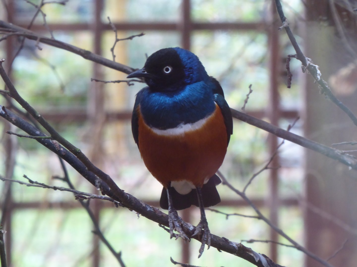Superb starling 040319