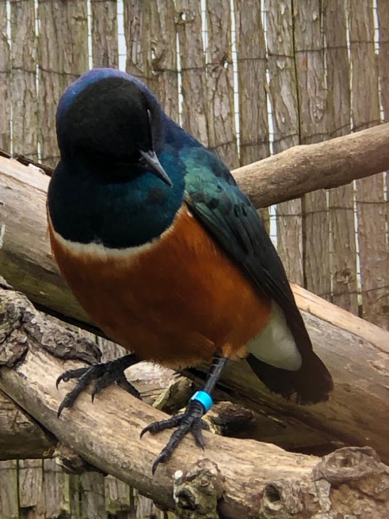 Superb starling 081019