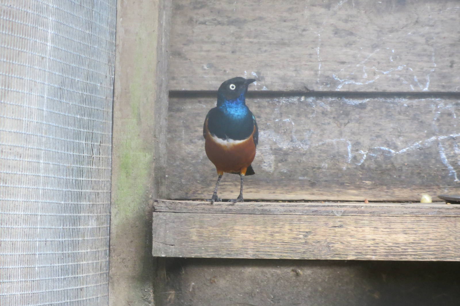 Superb Starling 090815