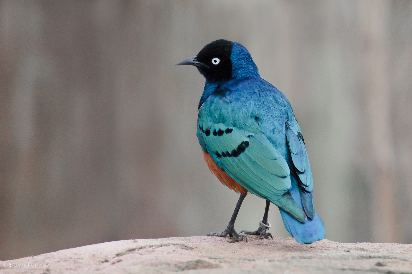 Superb Starling - 12/03/2011