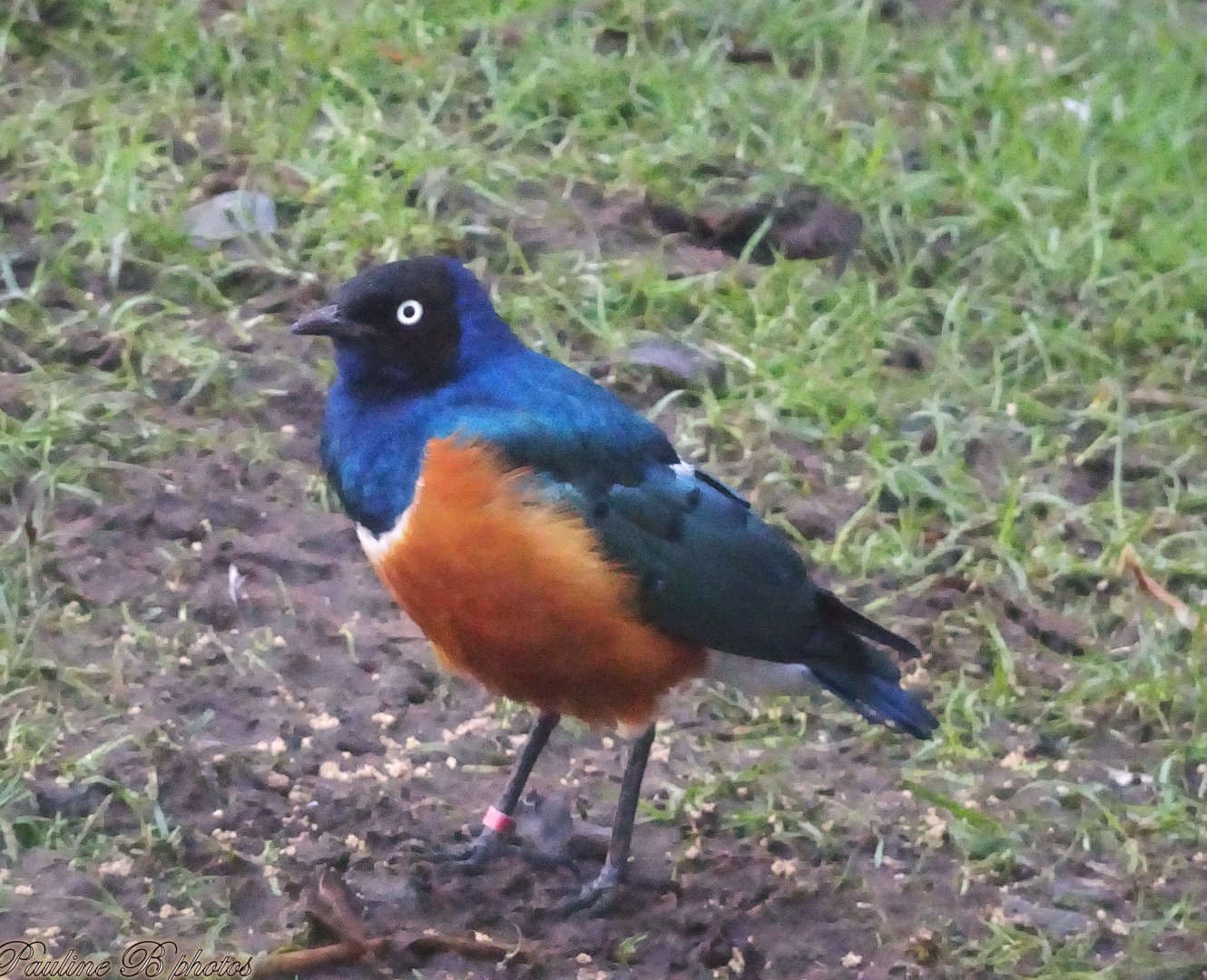 Superb Starling 16 November 2025