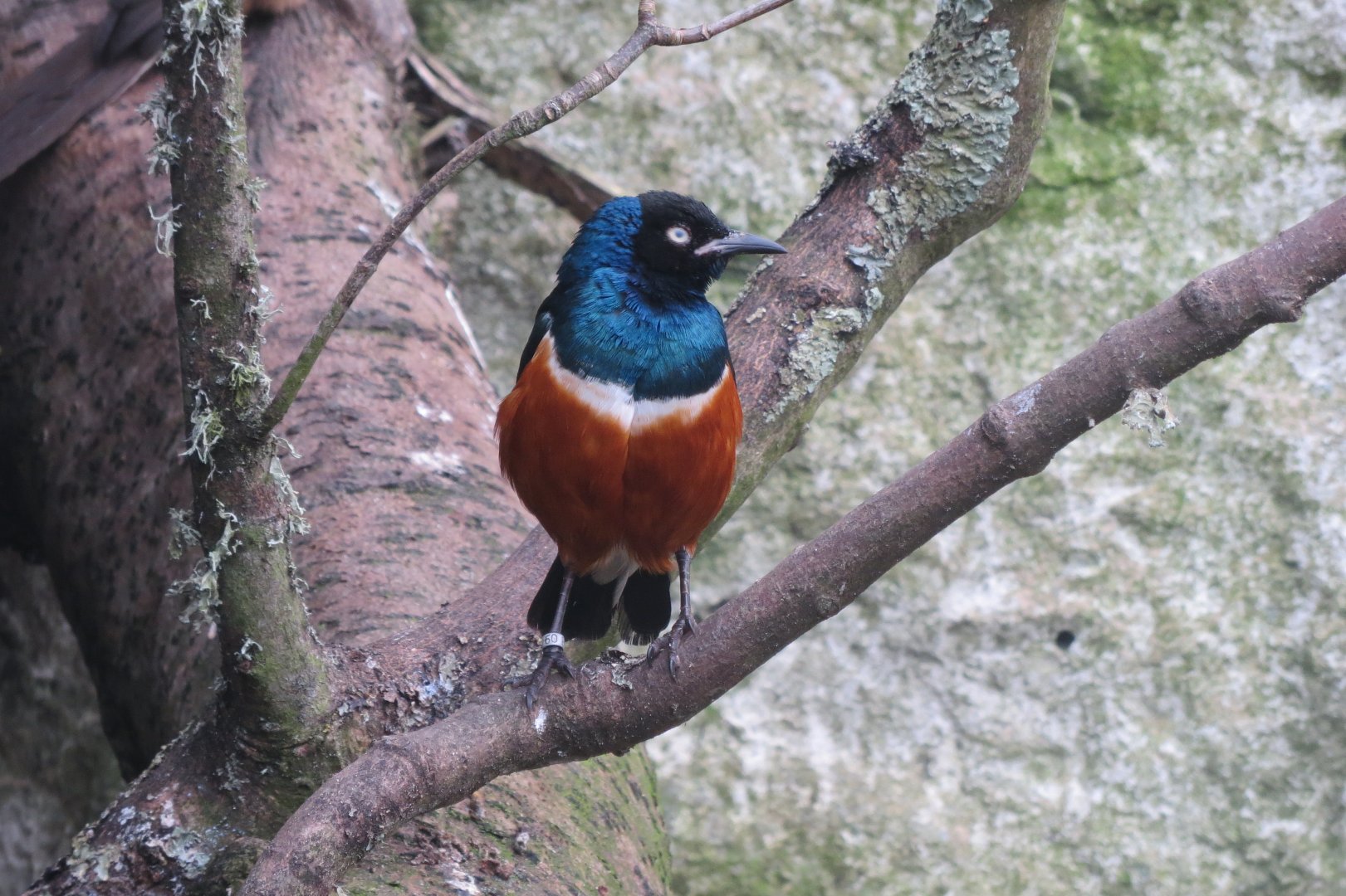Superb starling 190219
