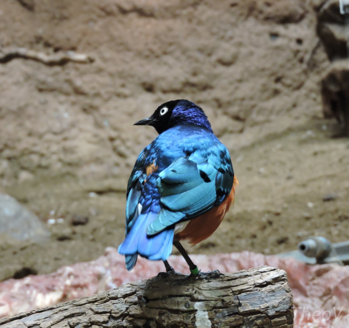 Superb starling [2015]