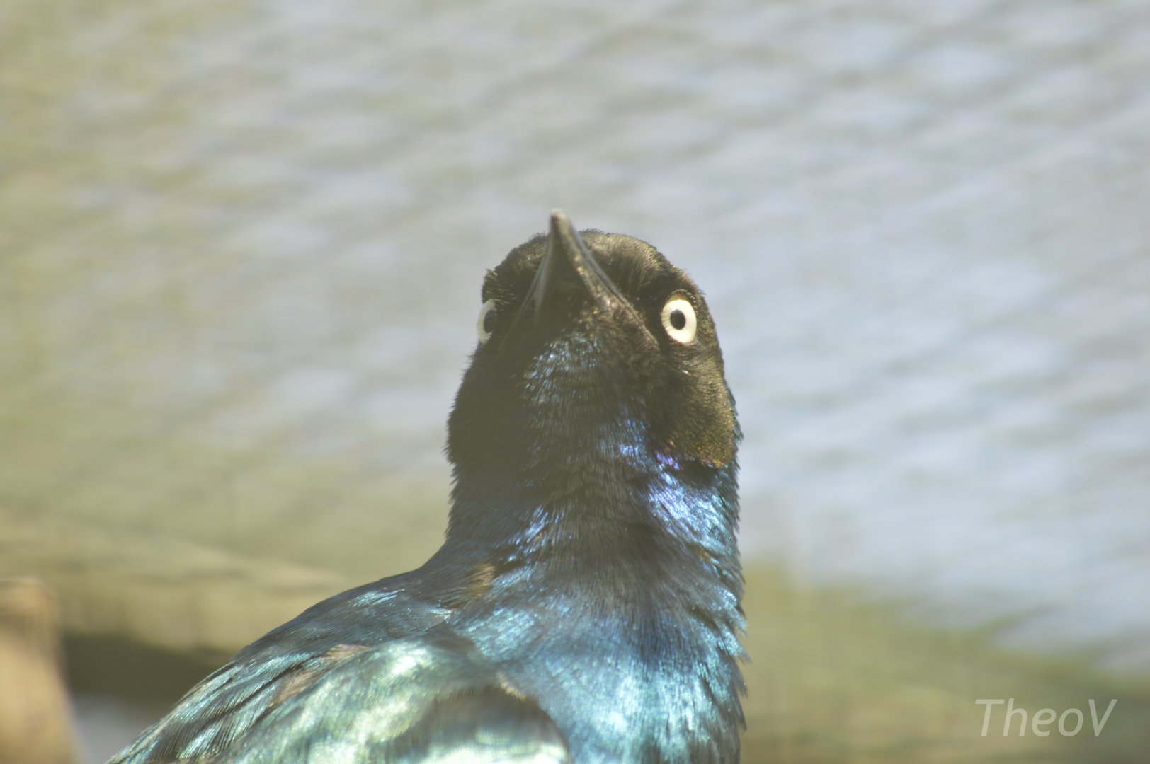 Superb starling [2018]