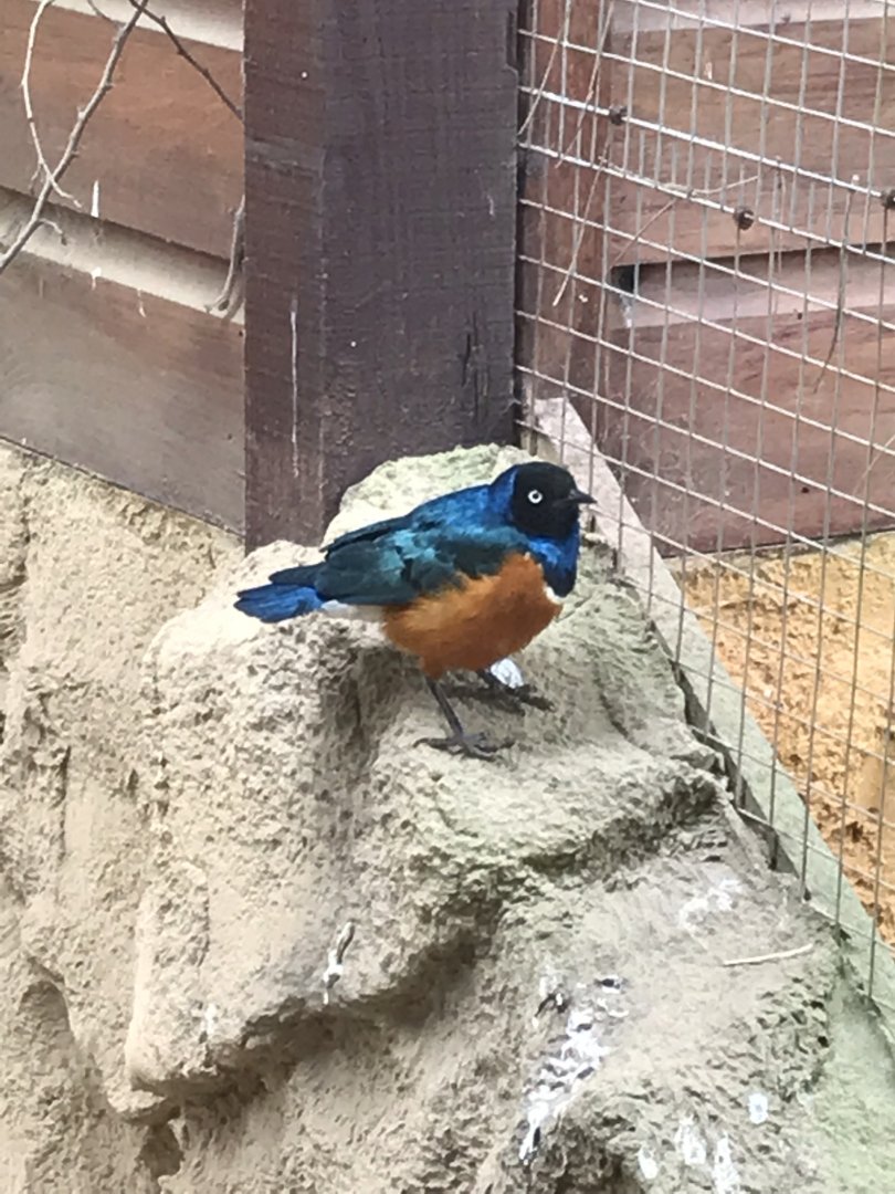 Superb starling 280419