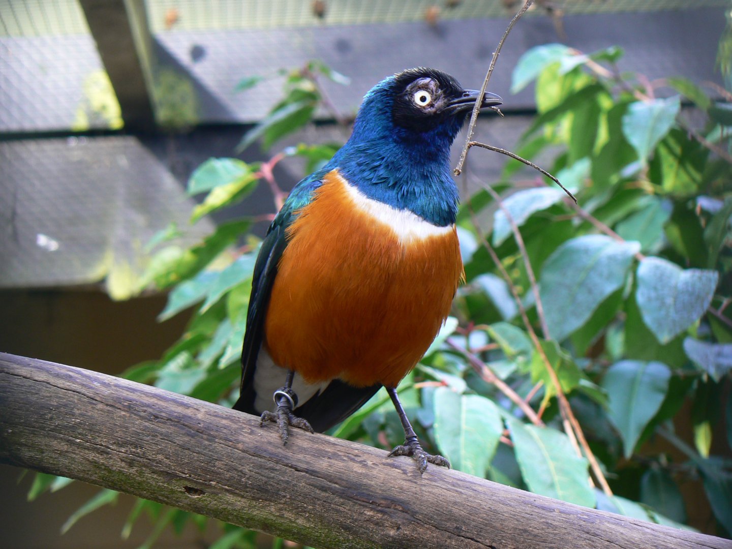 Superb Starling - 4 March 2017