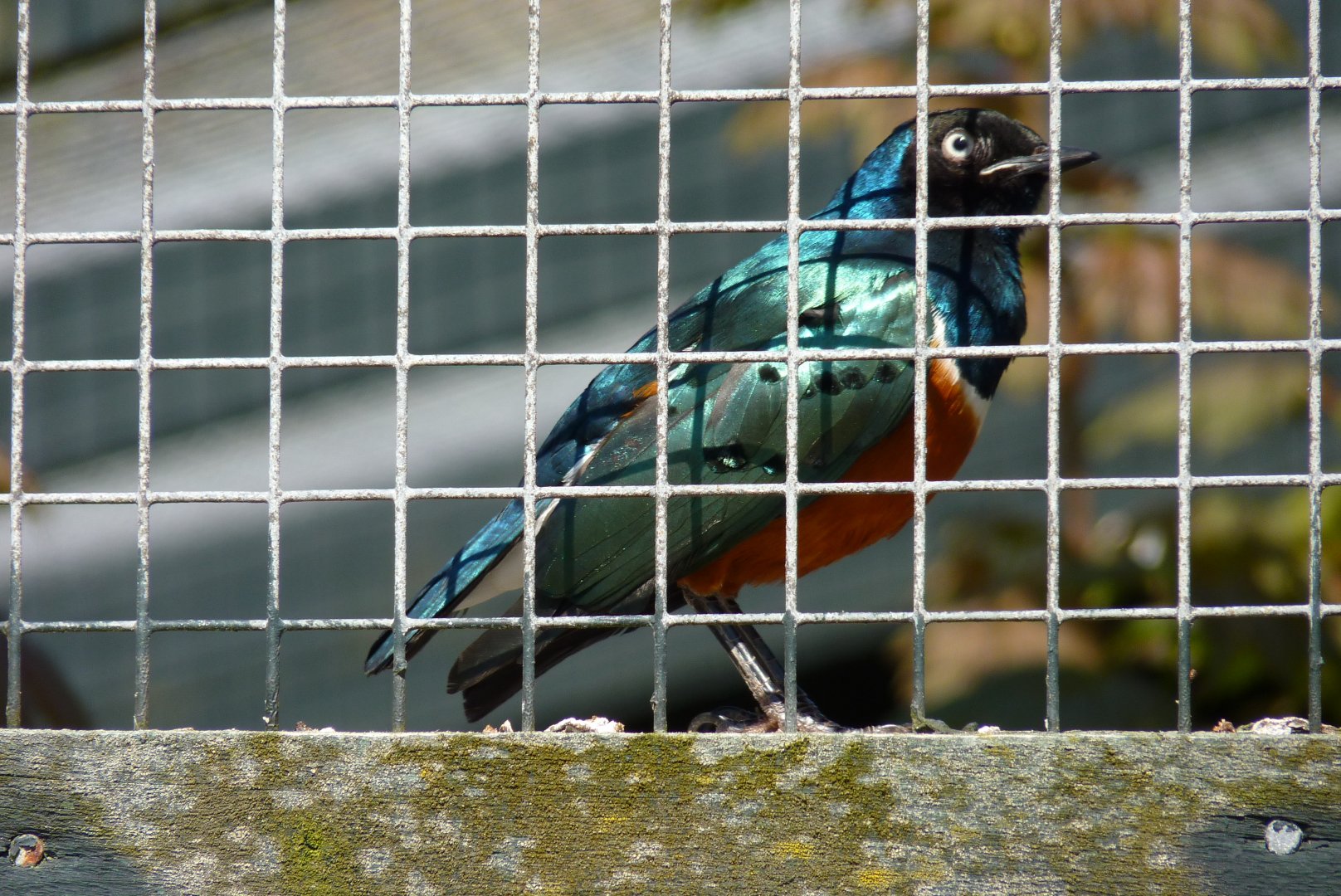 Superb starling, April 2017
