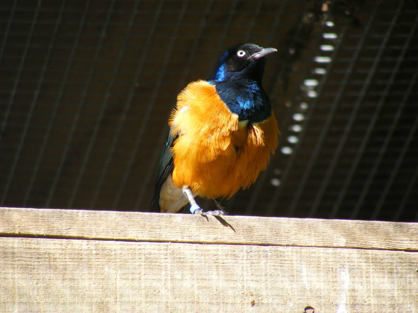 Superb starling at Birdworld, 20 June 2010