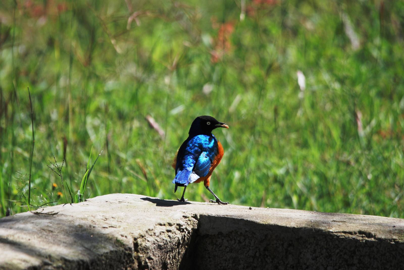 Superb Starling at Senkelle, 17/10/14