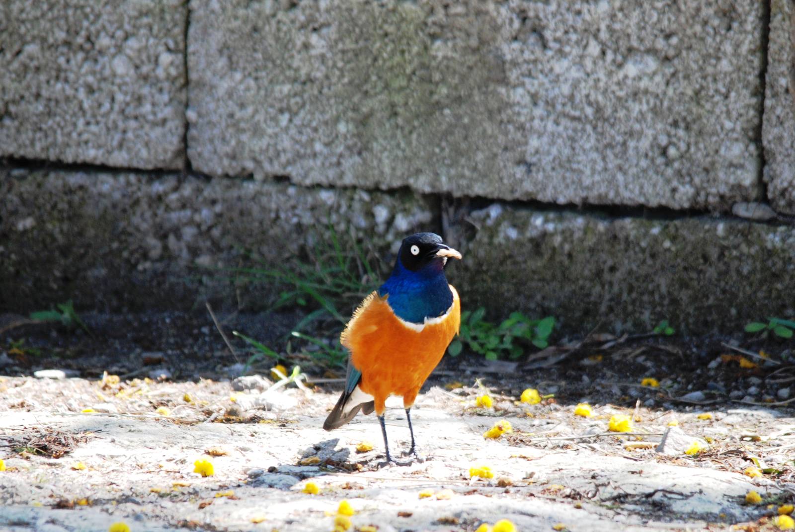 Superb Starling at Senkelle, 17/10/14