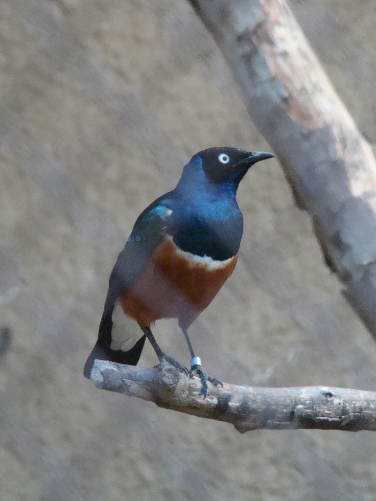 Superb Starling at the Los Angeles Zoo