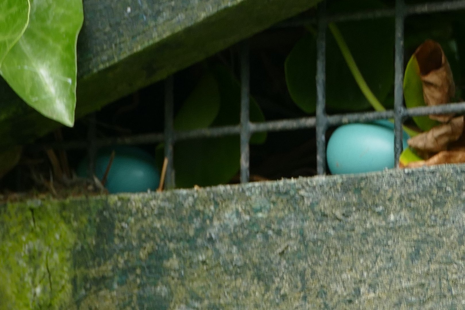 Superb starling eggs, July 2018