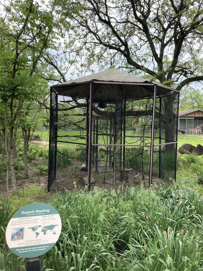 Superb Starling Exhibit