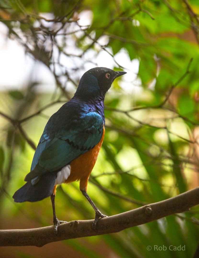 Superb starling : Exmoor Zoo : 16 Sep 2020