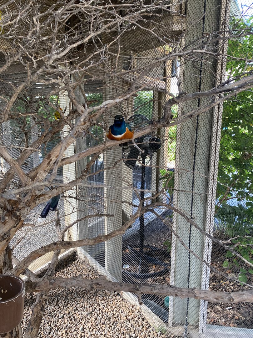 Superb Starling - Flights of Fancy