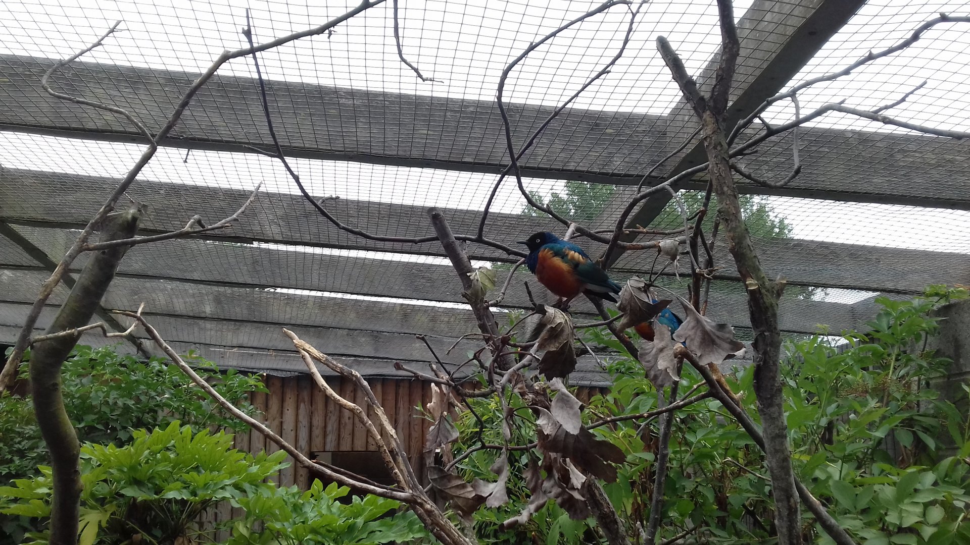 Superb starling in aviary before wallabies