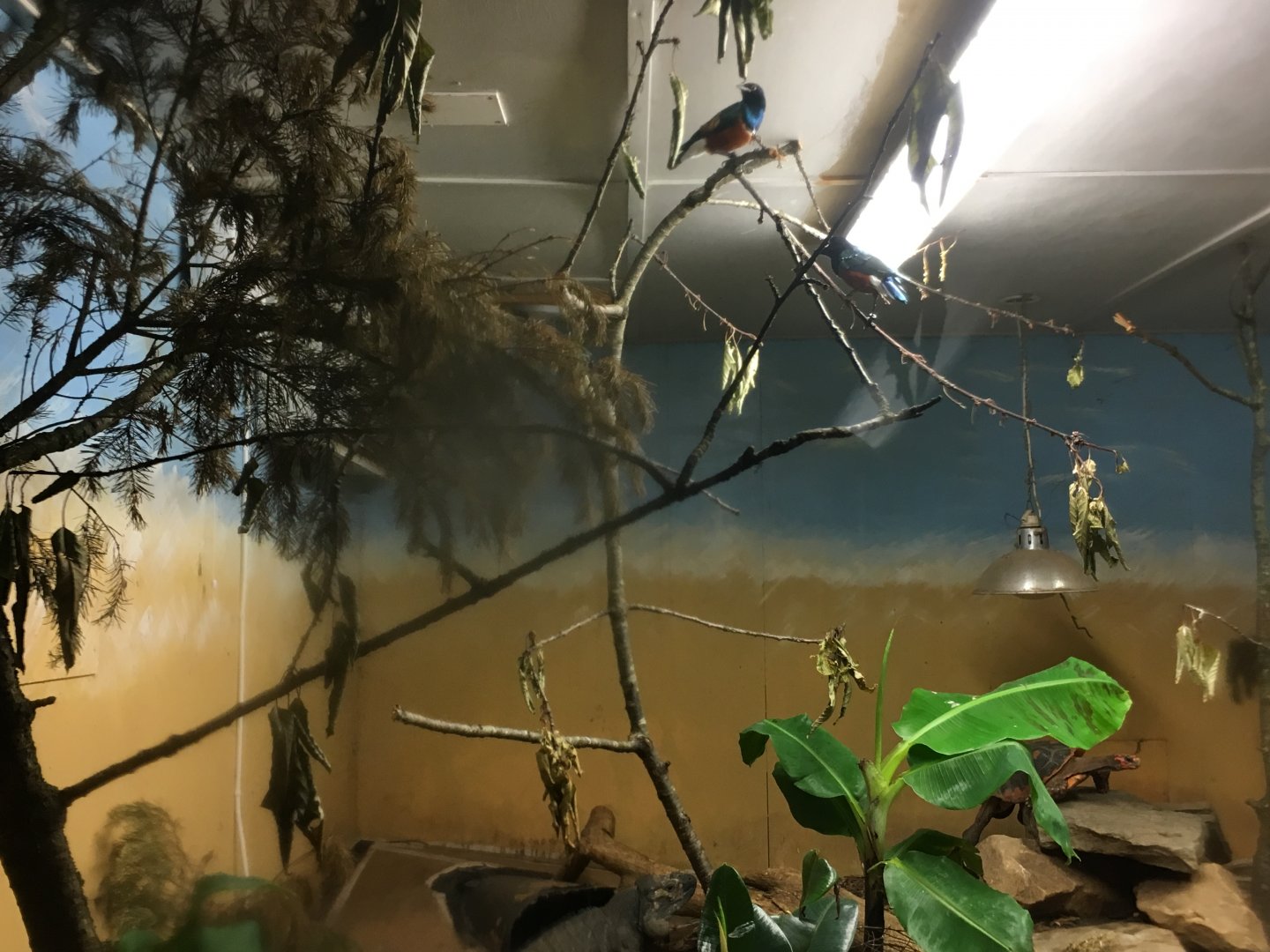 Superb starling inside large reptile exhibit 040817