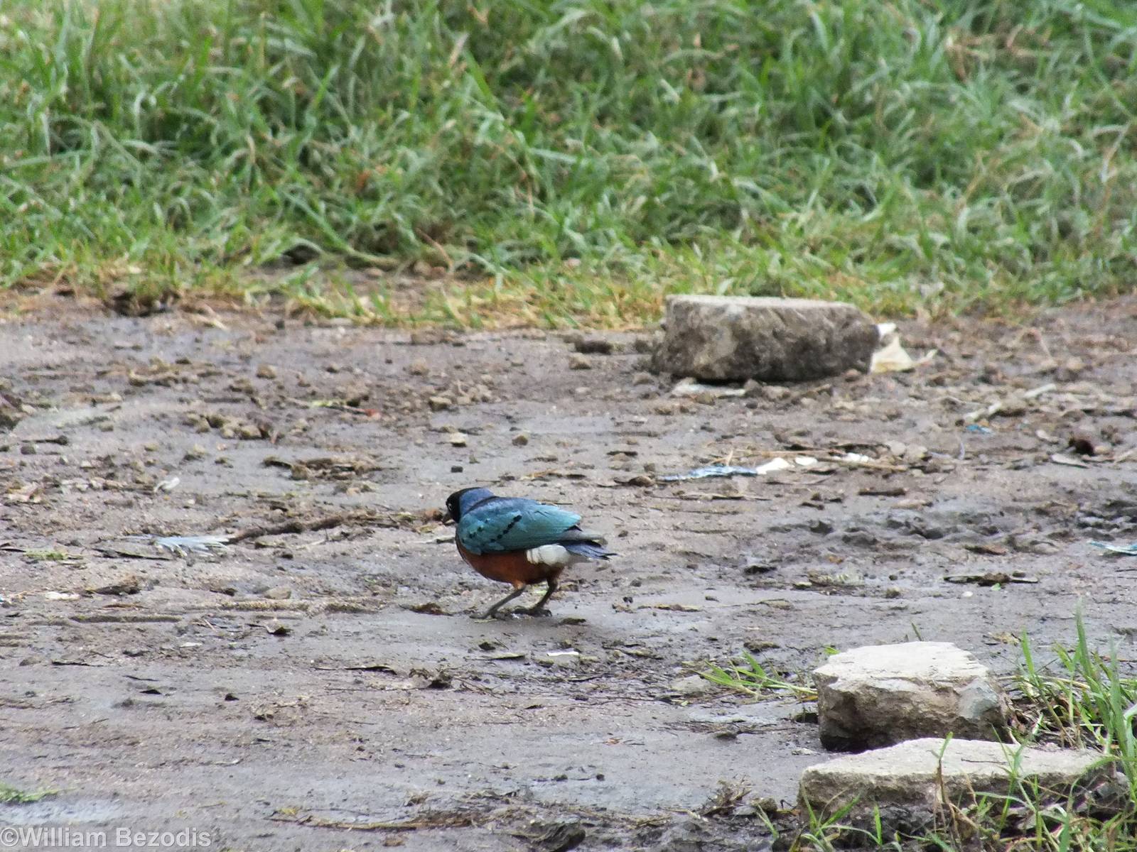 Superb Starling - Lake Naivasha