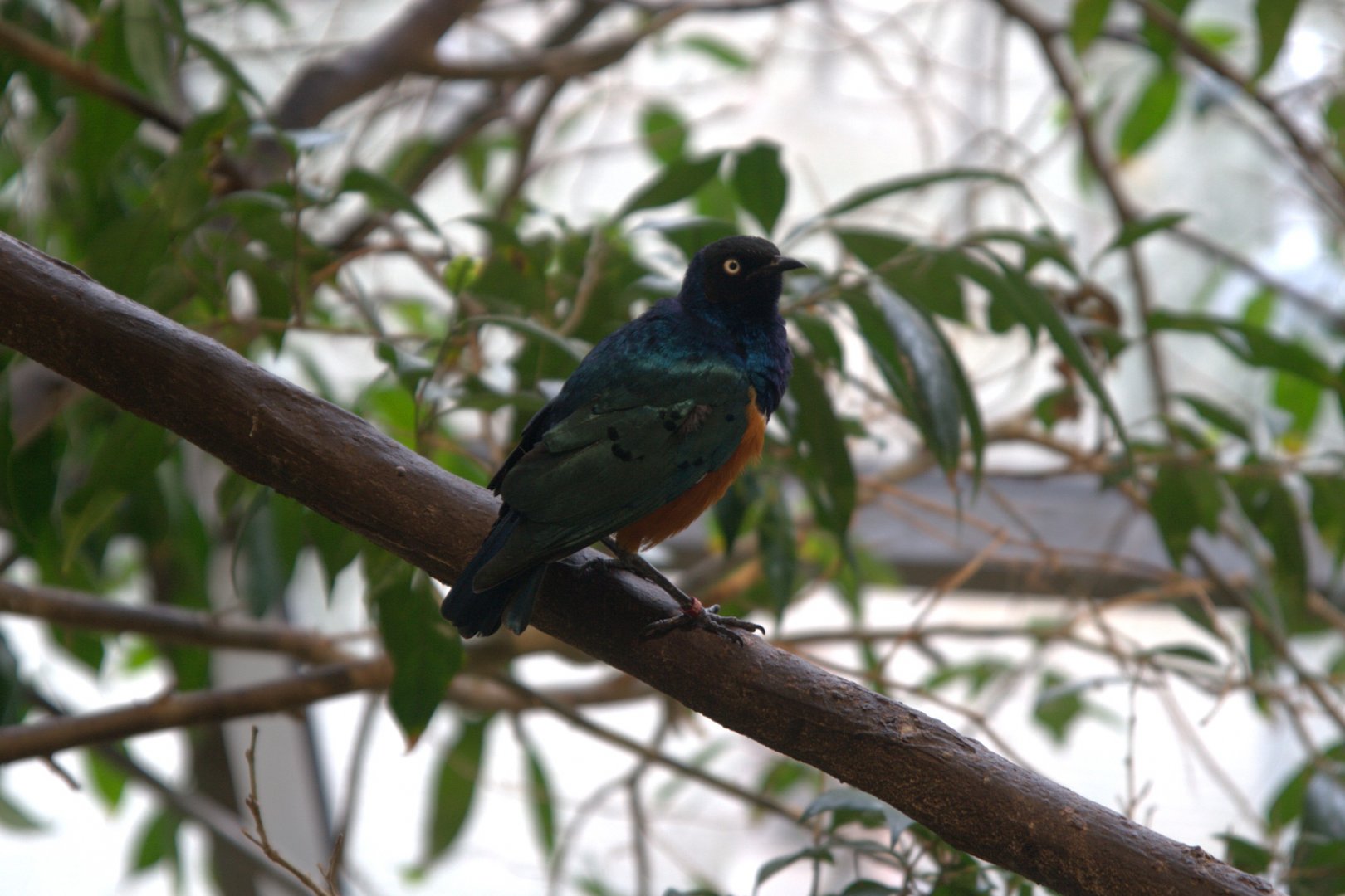 Superb Starling (Lamprotornis superbus), 09-09-25