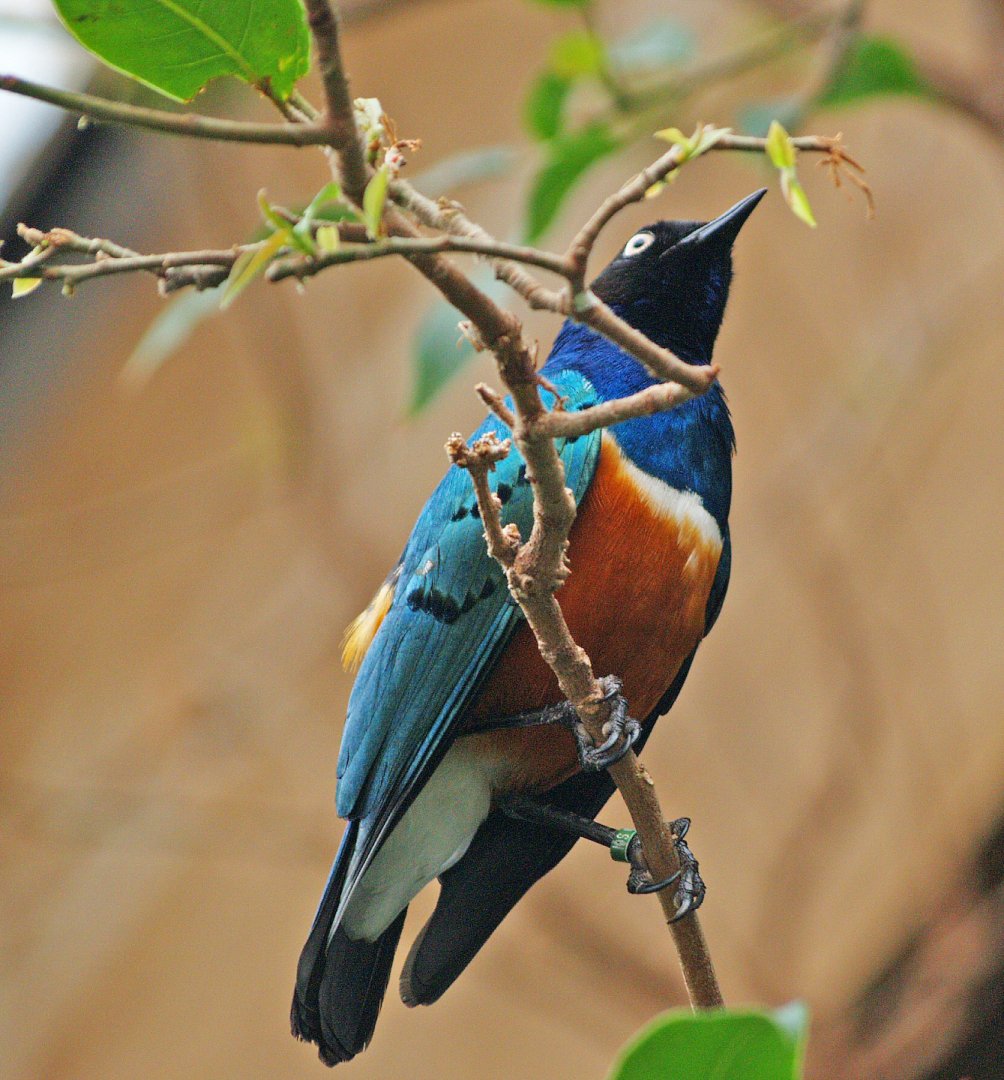 Superb starling (Lamprotornis superbus), 2009-04-19