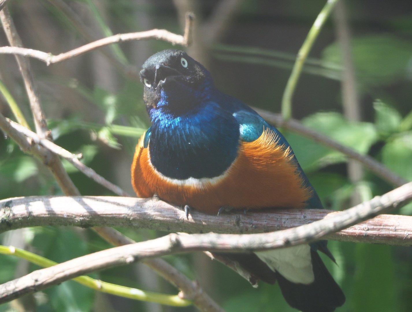 Superb starling (Lamprotornis superbus), 2019-09-15