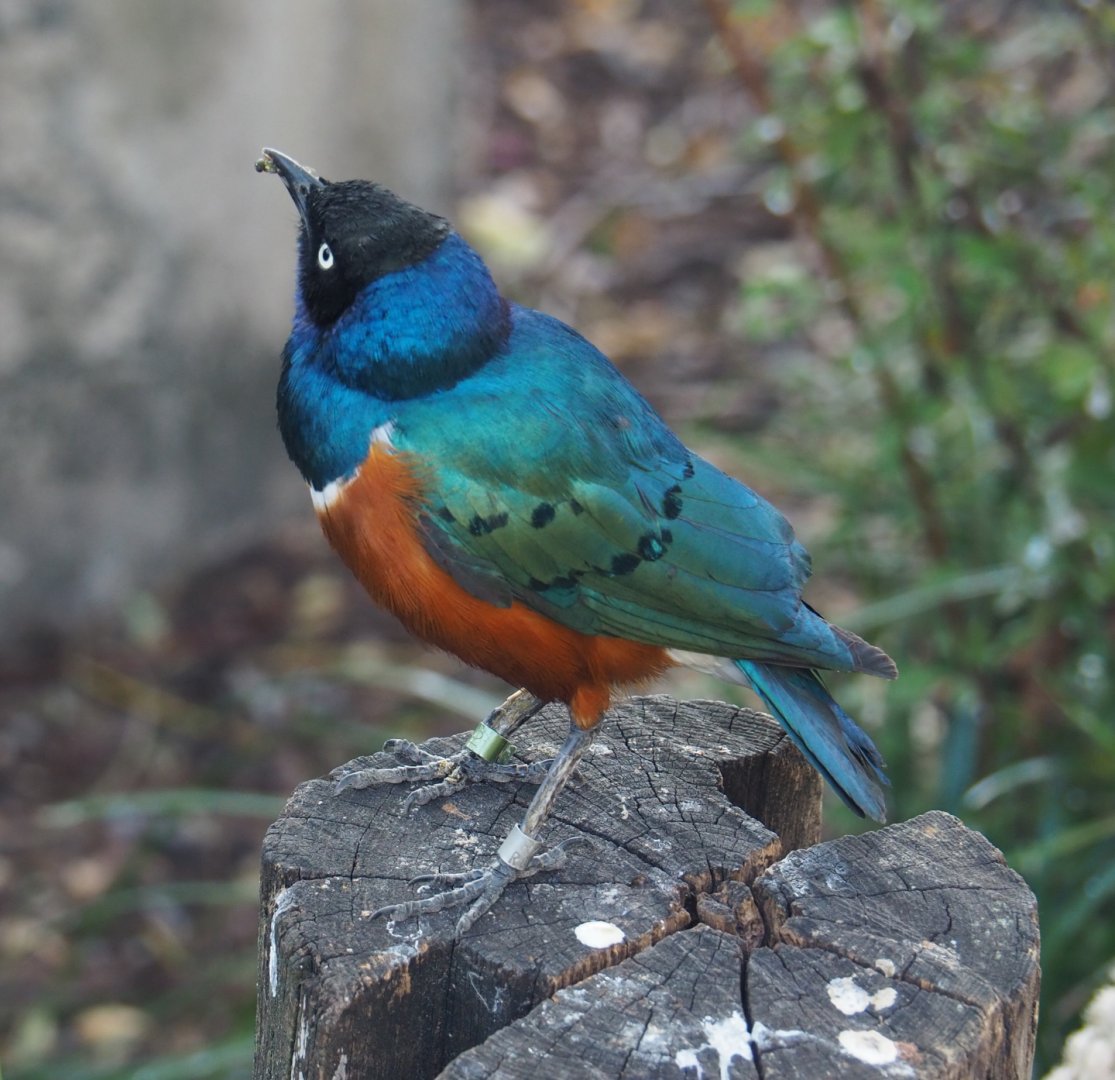Superb starling (Lamprotornis superbus), 2020-09-20