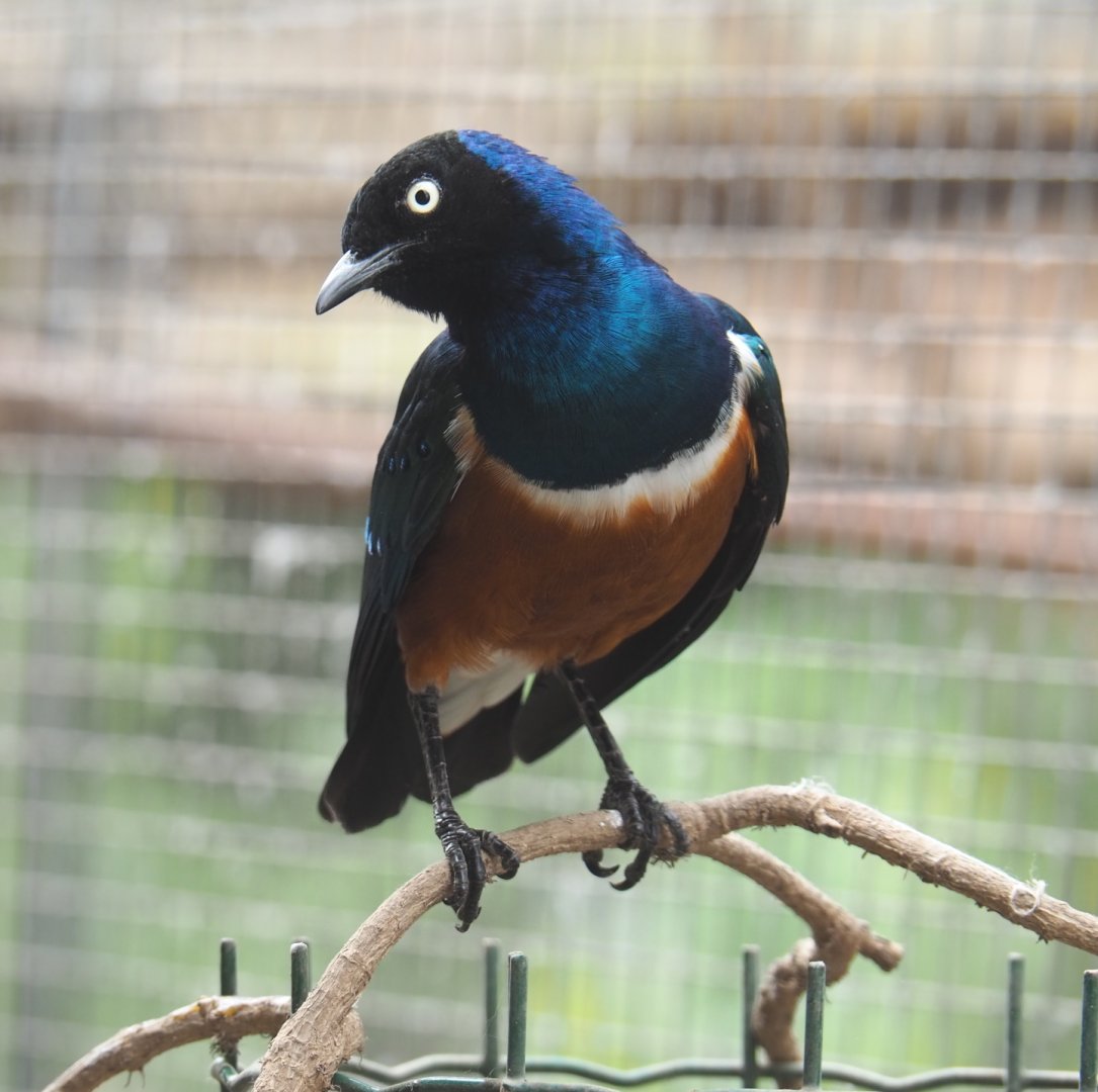 Superb starling (Lamprotornis superbus), 2021-06-15