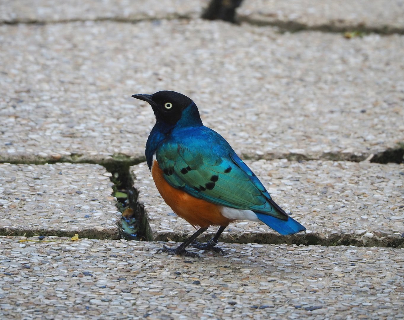 Superb starling (Lamprotornis superbus), 2022-05-26