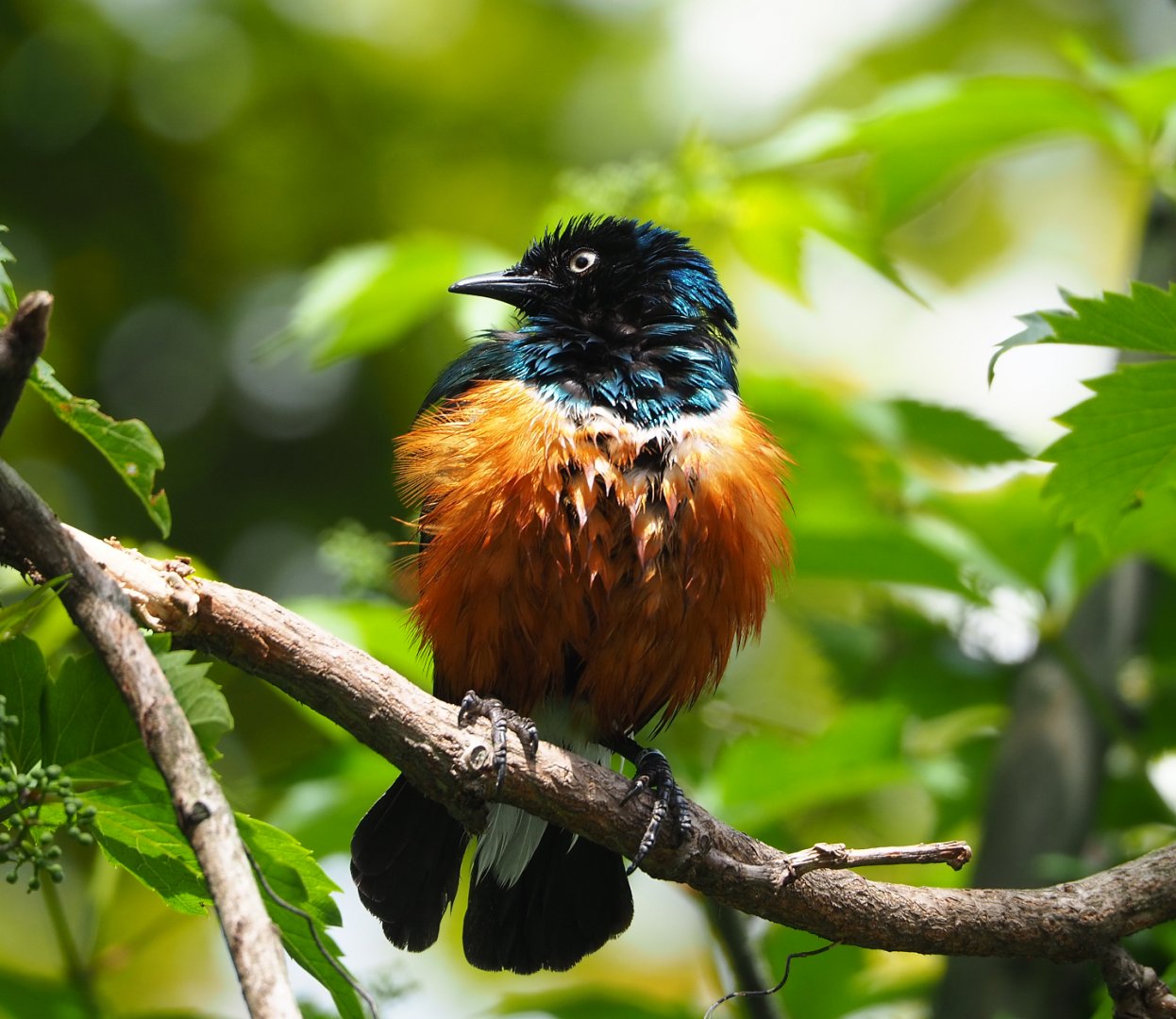 Superb starling (Lamprotornis superbus), 2022-05-26