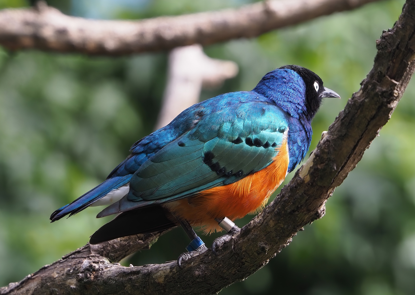 Superb starling (Lamprotornis superbus), 2022-07-10