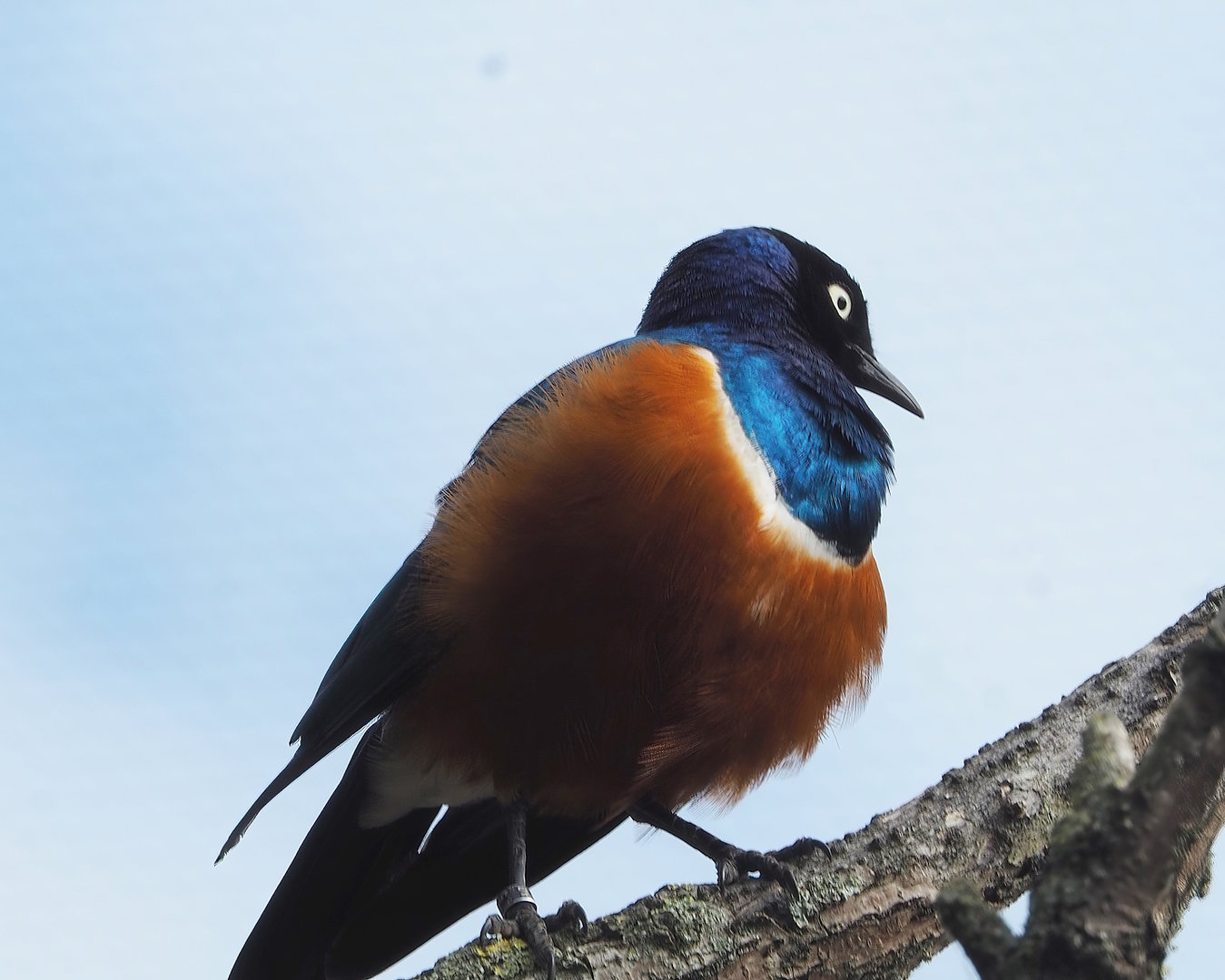 Superb starling (Lamprotornis superbus), 2022-07-10